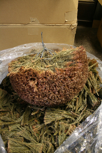 杉玉4.jpg