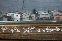 白鳥2.jpg