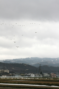 白鳥3.jpg