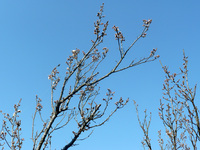 ume.jpg