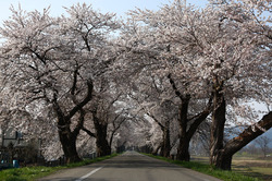 桜並木１.jpg