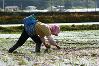 田植え5.jpg
