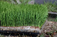 田植え6.jpg