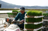 田植え１.jpg