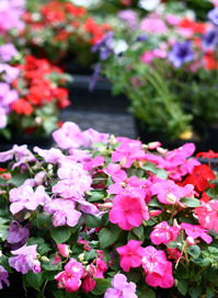 花植え7.jpg