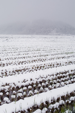 積雪１.jpg