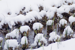 積雪２.jpg