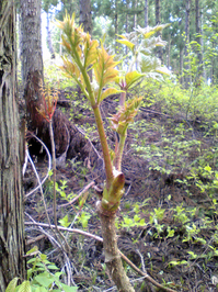 SBSH0085.JPG