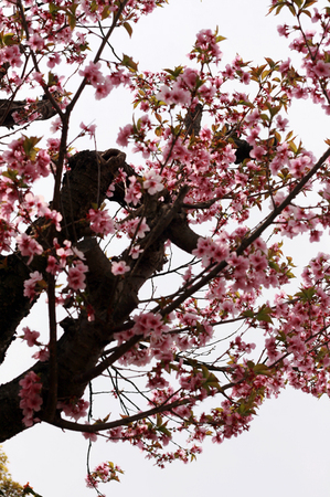 桜05062.jpg