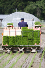 自然米田植え2.jpg