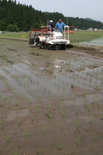 自然米田植え１.jpg