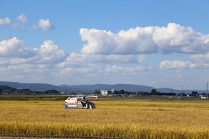 稲刈り-1.jpg
