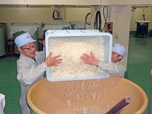 酒母、蒸米.jpg