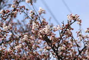 前森公園　桜2015.4.15.1.jpg