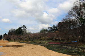 前森公園　桜2015.4.15.3.jpg