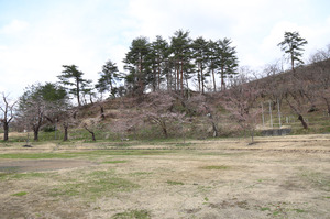前森公園　桜2015.4.15.4.jpg