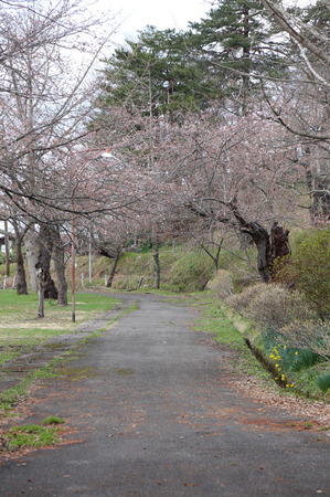 前森公園　桜2015.4.15.5.jpg