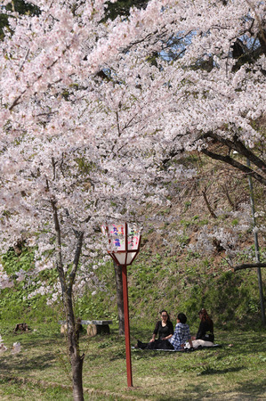 前森公園2015.4.1.jpg