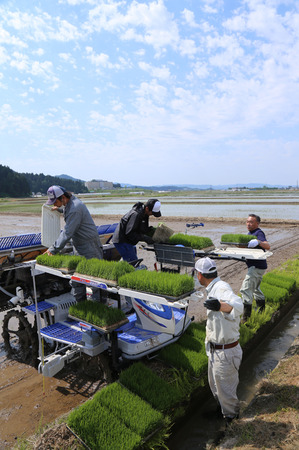 無農薬栽培米　田植え2.jpg