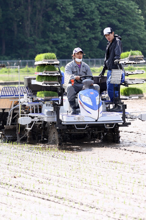 無農薬栽培米　田植え3.jpg