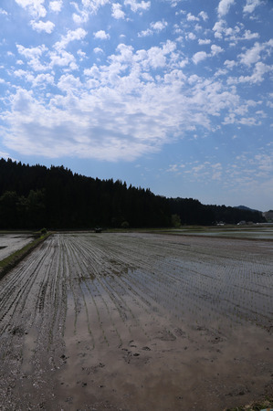 無農薬栽培米　田植え4.jpg
