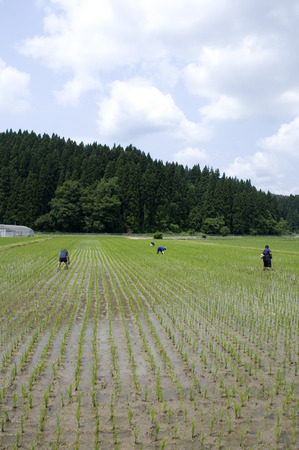 除草作業2015.6.17.1.jpg