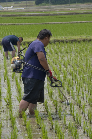 除草作業2015.6.17.3.jpg