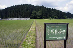 除草作業2015.6.17.5.jpg