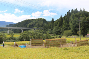 稲刈り2015.9.16.院内.jpg