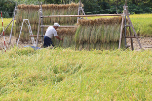 稲刈り2015.9.16.院内2.jpg