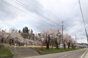 前森公園　桜2016.　.jpg