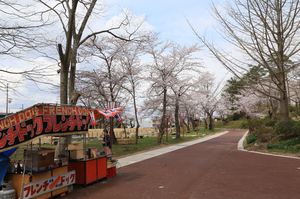 前森公園　桜2016.　2.jpg