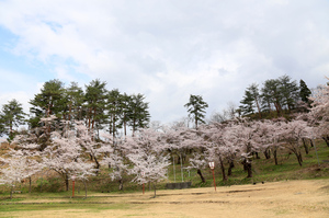 前森公園　桜2016.　3.jpg