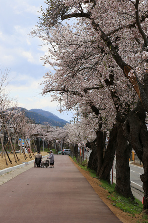 前森公園　桜2016.　4.jpg