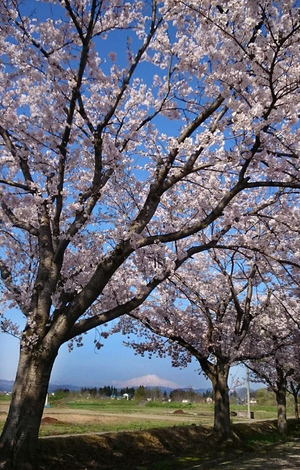 鳥海山写真2016.4.23.jpg