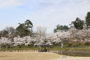 前森公園20017.4.25.4.jpg