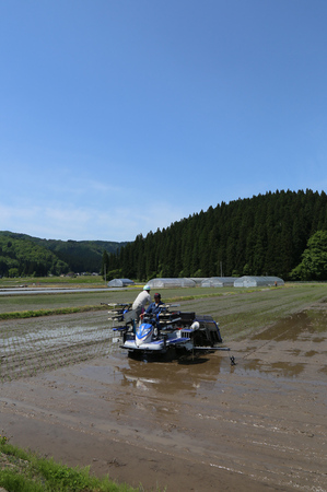 自然栽培米　田植え　.jpg