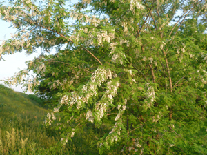 P1000586.JPG