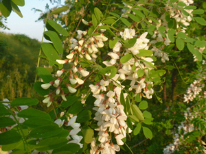 P1000587.JPG