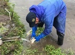 藤山さんセリ洗う.jpgのサムネイル画像のサムネイル画像のサムネイル画像