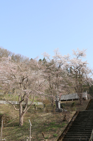 中央公園　2019.4.23.jpg