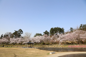 前森公園　2019.4.23.1.jpg