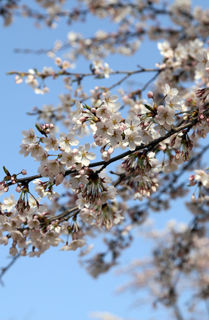 前森公園　2019.4.23.2.jpg