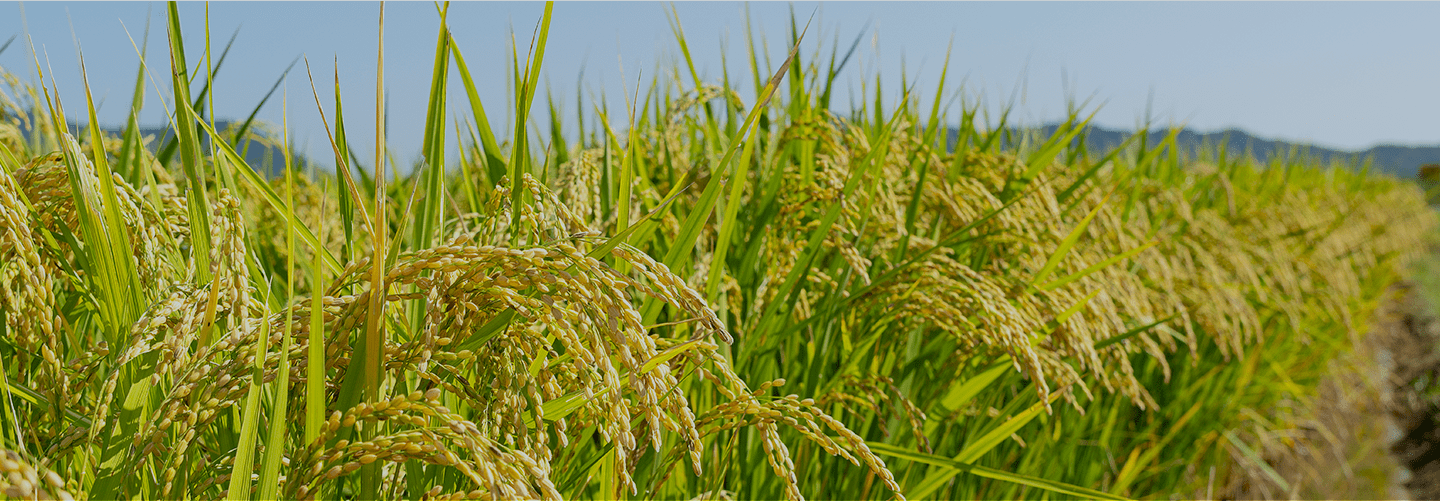 米糠発酵素材 爛漫ギャバ粉末